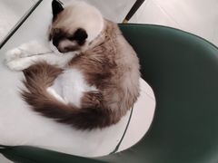 -安格丽娜·狗咖·猫咖羊驼咖(春熙路百盛商场店)