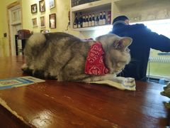 -猫色咖啡·猫咖