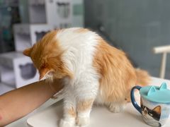 -喵的天空名猫咖啡馆·撸猫·猫舍·用品