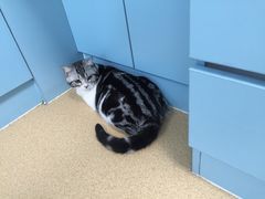 -瑞派·关忠动物医院·猫专科·犬专科(三环新城店)