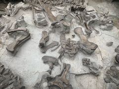 -自贡恐龙博物馆