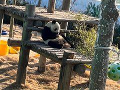 -西霞口神雕山野生动物世界