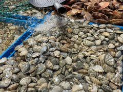 -双合园·海鲜水饺青岛菜(万佳广场店)