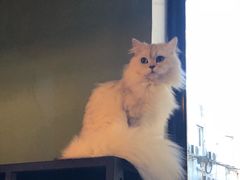 -李小姐の猫咖啡馆(五角场店)