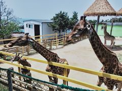 -西霞口神雕山野生动物世界