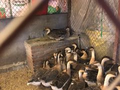 -鱼窝棚柴火铁锅炖(富山屯店)