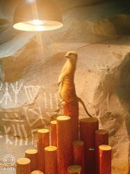 -Zoolung Zoolung动物主题公园(海信广场店)