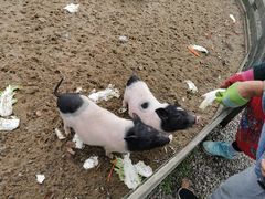 -前小桔亲子创意农场·草莓采摘·露营烧烤