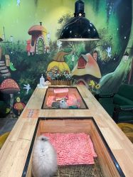 -神奇动物撸宠馆·羊驼·小浣熊·异宠(豫园店)