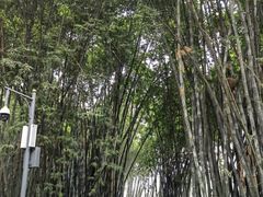 -望江楼公园