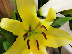 -沪花拾者(好再来花卉鲜花店)