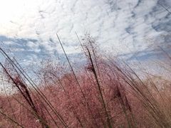 -花博汇(知音花月夜)
