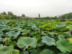 -西海子公园