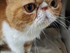 -瑞鹏宠物医院犬猫全科(真大分院)