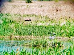-野鸭湖国家湿地公园