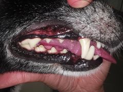 -comecome来吧宠物(奥克斯中心店)