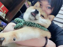 -逗柴咖啡屋·狗咖猫咖宠物桌游
