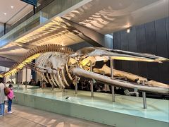 -墨尔本博物馆(Melbourne Museum)
