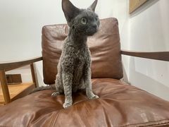 -佐罗家宠物馆·猫文化馆(紫霞路店)