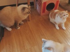 -滚猫咖啡·猫咖·猫友好撸猫(未来城店)
