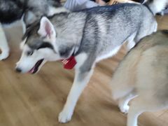 -Husky Go! 哈士奇体验馆·宠物咖啡厅狗咖