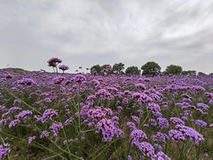 -西京湾花海