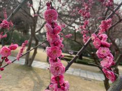 -南通博物苑-崇川人民公园