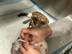 -艾吉宠物医院·疑难杂症转诊中心·猫友好(碧江路院)