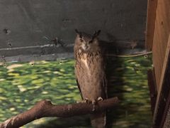 -上海大自然野生昆虫馆