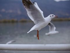 -海埂大坝