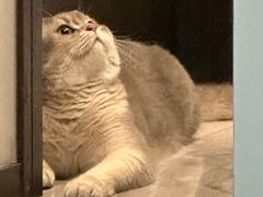 -欣宠猫屋·矮脚拿破仑·蓝金金渐层