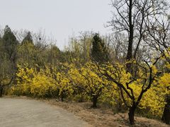 -北京鹫峰国家森林公园