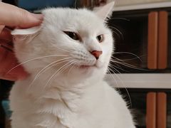 -瑞鹏宠物医院犬猫全科(真大分院)