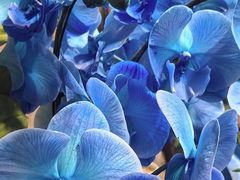 -双季花艺园艺市场(浦东店)