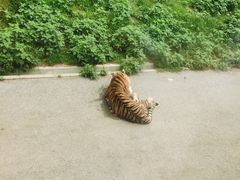 -大连森林动物园