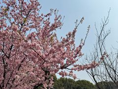 -苏州上方山国家森林公园