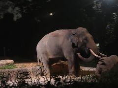 -夜间野生动物园