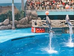 -海合安成都极地海洋公园