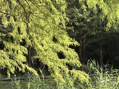 -郑州植物园