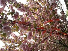 -西安青龙寺遗址景区