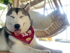 -Husky Go! 哈士奇体验馆·宠物咖啡厅狗咖