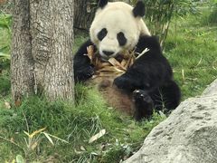 -武汉动物园