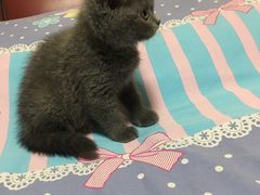 -东方名猫馆·英短金渐层布偶猫舍(环线广场1号楼店)