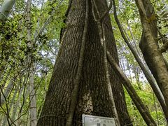 -祁门牯牛降观音堂风景区