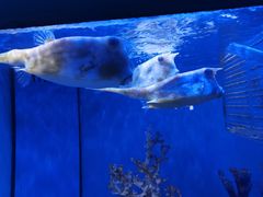 -多彩贵州城极地海洋世界