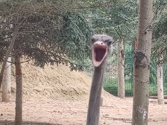 -青藏高原野生动物园