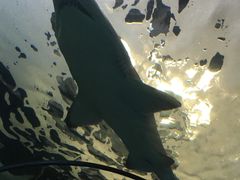 -悉尼海洋生物水族馆