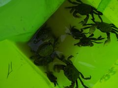 -吴淞炮台湾湿地森林公园烧烤区