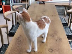 -平行世界·猫咖(首经贸店)