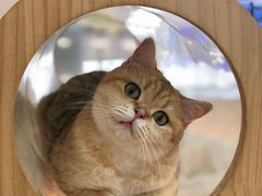 -COLOR PETS 撸猫馆·购猫·猫咖(长风大悦城店)